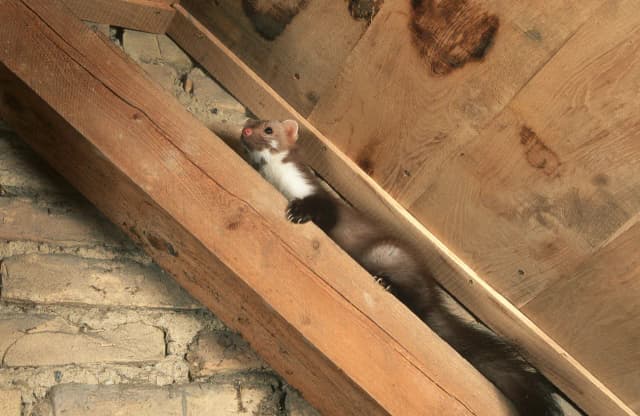 Skuteczne metody na złapanie kuny na strychu – uniknij problemu raz na zawsze Skuteczne metody na złapanie kuny na strychu – uniknij problemu raz na zawsze